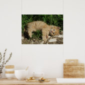 Resting Tabby Baby Poster (Küche)