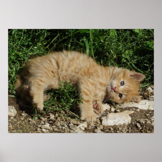 Resting Tabby Baby Poster (Vorne)