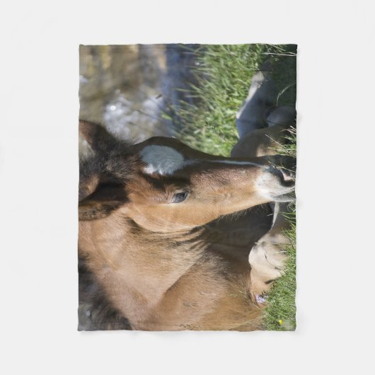 Resting Wild Pony Fleecedecke (Vorderseite)