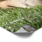 Resting Wild Pony Poster (Ecke)