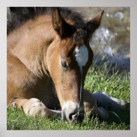 Resting Wild Pony Poster (Vorne)