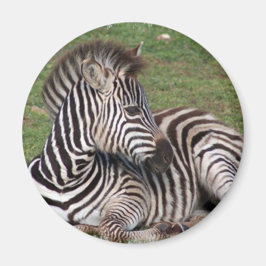 Resting Zebra Magnet (Vorne)