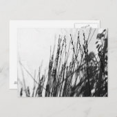 Restio / Gras schwarz und während der Silhouette Postkarte (Vorne/Hinten)