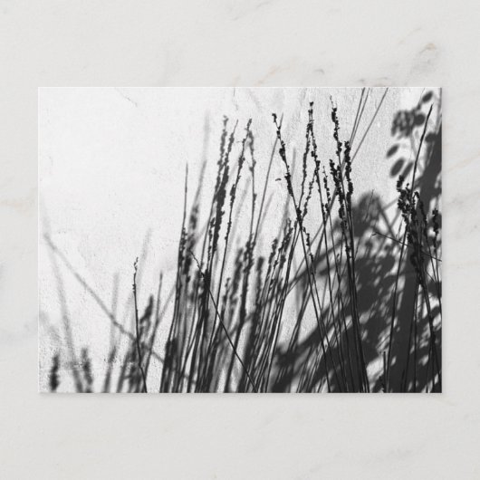 Restio / Gras schwarz und während der Silhouette Postkarte (Vorderseite)