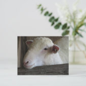 Restlamm Postkarte (Stehend Vorderseite)