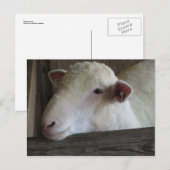 Restlamm Postkarte (Vorne/Hinten)
