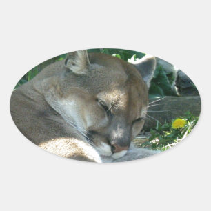 Restrukturierung von Cougar Stickers