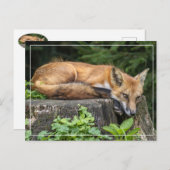 Restrukturierung von Red Fox Postkarte (Vorne/Hinten)