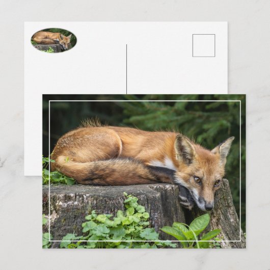 Restrukturierung von Red Fox Postkarte (Vorne/Hinten)