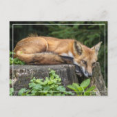 Restrukturierung von Red Fox Postkarte (Vorderseite)