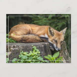 Restrukturierung von Red Fox Postkarte