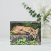 Restrukturierung von Red Fox Postkarte (Stehend Vorderseite)