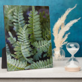 Resurrecrecrection Fern - Polypodium polypodioides Fotoplatte (Seite)