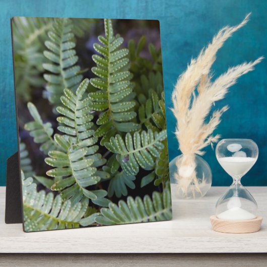 Resurrecrecrection Fern - Polypodium polypodioides Fotoplatte (Seite)