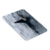 Resurrecrection Bay Orca Whale Foto entwickelt Magnet (Rechte Seite)