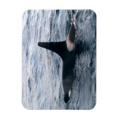 Resurrecrection Bay Orca Whale Foto entwickelt Magnet (Vertikal)