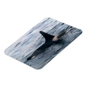 Resurrecrection Bay Orca Whale Foto entwickelt Magnet (Linke Seite)