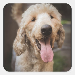 Retcue Dog Standard Poodle Classic Round Sticker