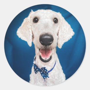 Retcue-Hund Poodle Classic Round Sticker