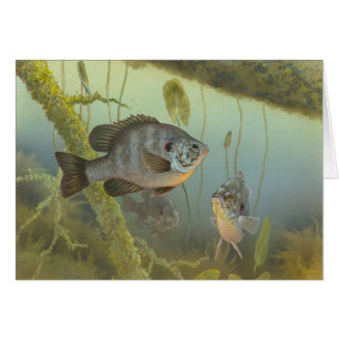 Reteuer Sonnenfisch-Malerkarte