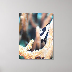 Reticulate dascyllus leinwanddruck