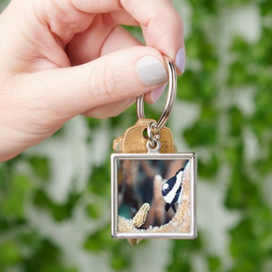 Reticulate dascyllus schlüsselanhänger (Hand)