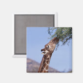 Reticulierte Giraffe Magnet (Vorderseite/Rückseite)