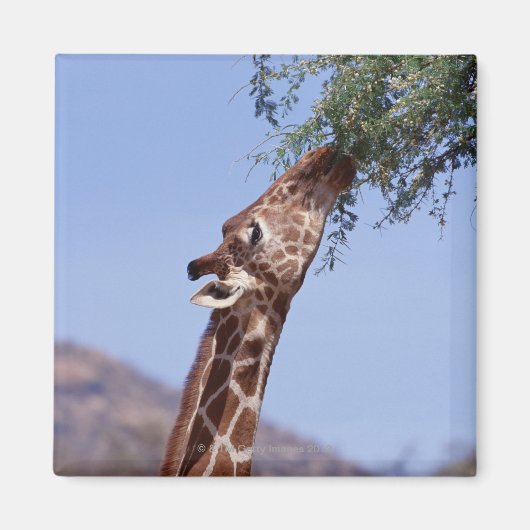Reticulierte Giraffe Magnet (Vorne)