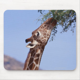 Reticulierte Giraffe Mousepad