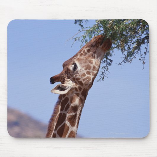Reticulierte Giraffe Mousepad (Vorne)