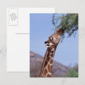 Reticulierte Giraffe Postkarte (Vorne/Hinten)