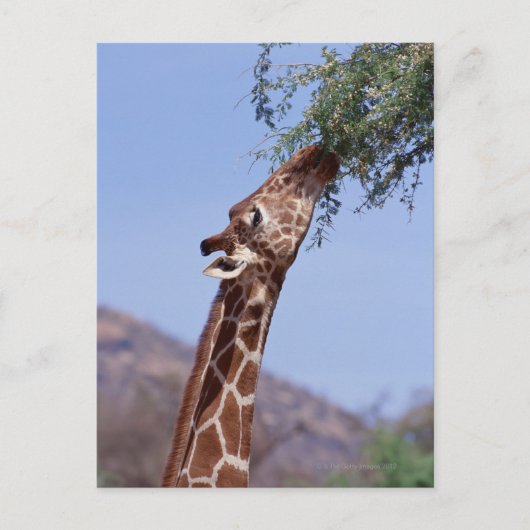 Reticulierte Giraffe Postkarte (Vorderseite)