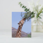 Reticulierte Giraffe Postkarte (Stehend Vorderseite)