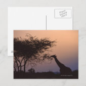 Reticulierte Giraffe Postkarte (Vorne/Hinten)