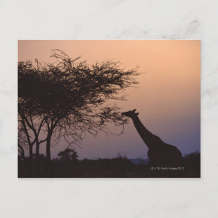 Reticulierte Giraffe Postkarte