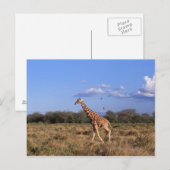 Reticulierte Giraffe Postkarte (Vorne/Hinten)