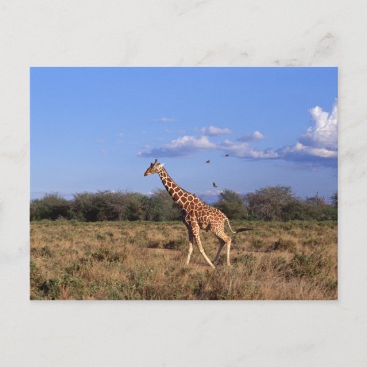 Reticulierte Giraffe Postkarte (Vorderseite)