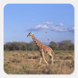 Reticulierte Giraffe Quadratischer Aufkleber
