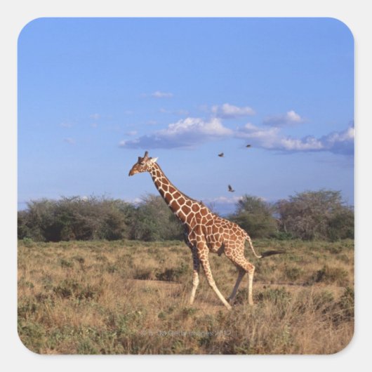 Reticulierte Giraffe Quadratischer Aufkleber (Vorderseite)