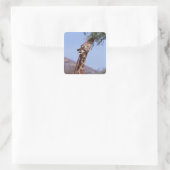 Reticulierte Giraffe Quadratischer Aufkleber (Tasche)