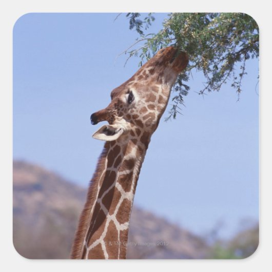Reticulierte Giraffe Quadratischer Aufkleber (Vorderseite)