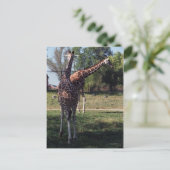 Reticulierte Giraffen Postkarte (Stehend Vorderseite)