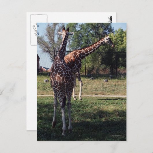 Reticulierte Giraffen Postkarte (Vorne/Hinten)