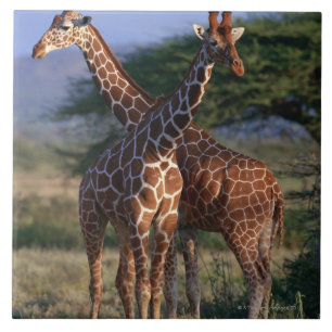 Retikulierte Giraffe 2 Fliese