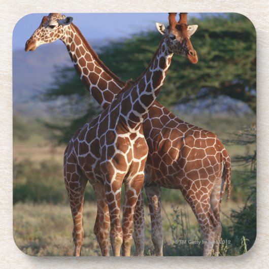 Retikulierte Giraffe 2 Getränkeuntersetzer (Vorderseite)