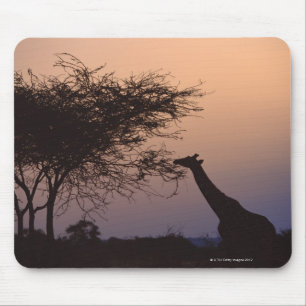 Retikulierte Giraffe 2 Mousepad
