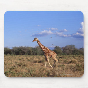 Retikulierte Giraffe 2 Mousepad
