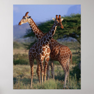 Retikulierte Giraffe 2 Poster