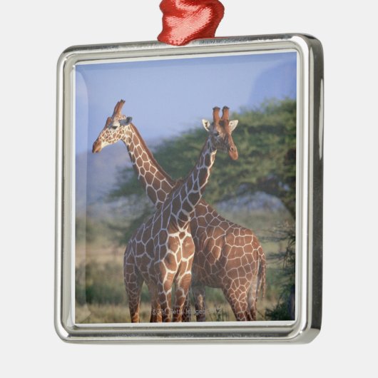 Retikulierte Giraffe 2 Silbernes Ornament (Links)