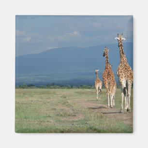 Retikulierte Giraffe (Giraffa camelopardalis) 2 Magnet
